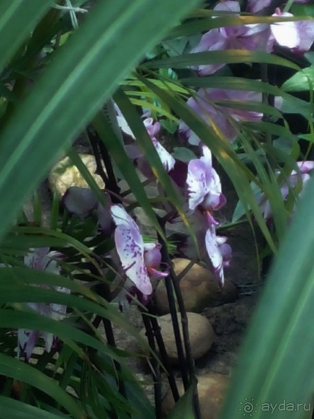 Тропическая зима в аптекарском огороде