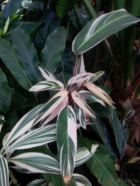 Тропическая зима в аптекарском огороде