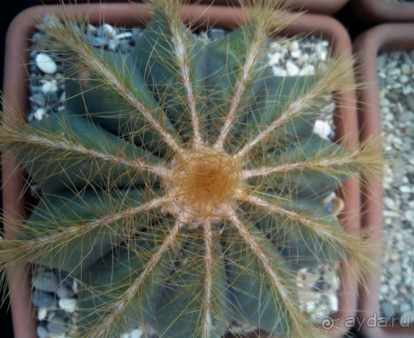 Тропическая зима в аптекарском огороде