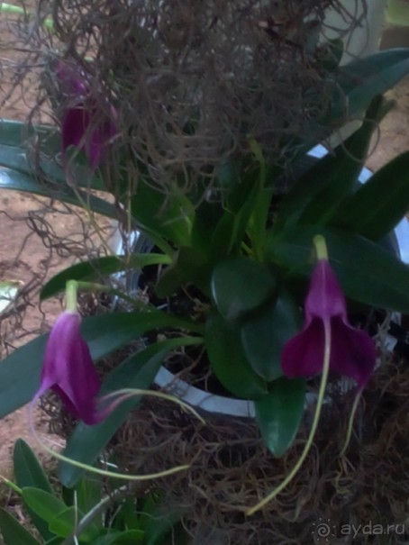 Тропическая зима в аптекарском огороде