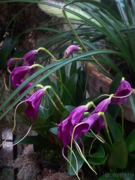 Тропическая зима в аптекарском огороде