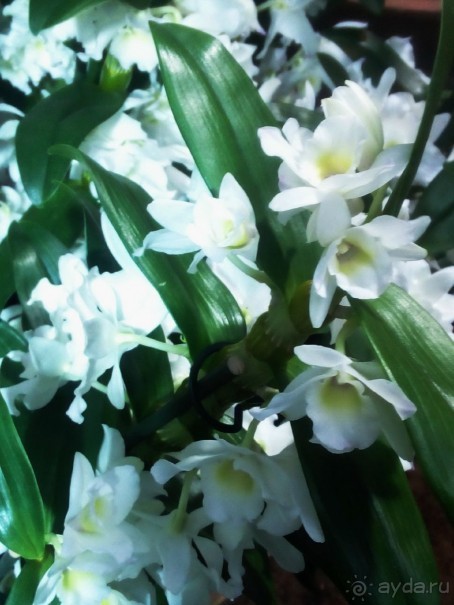 Тропическая зима в аптекарском огороде