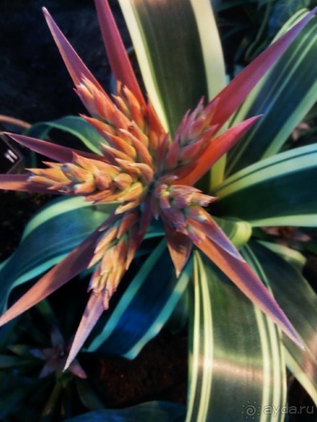 Тропическая зима в аптекарском огороде