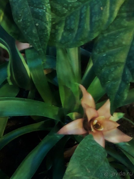 Тропическая зима в аптекарском огороде