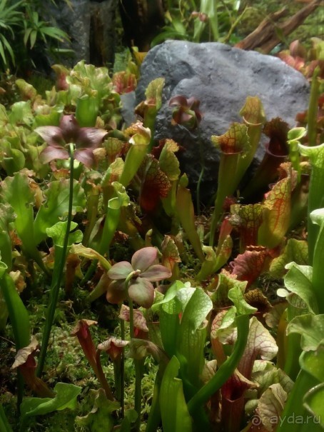 Тропическая зима в аптекарском огороде