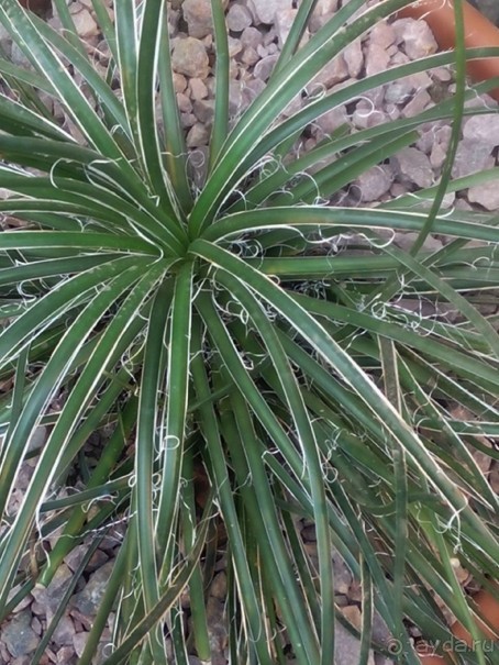 Тропическая зима в аптекарском огороде