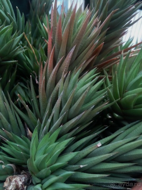 Тропическая зима в аптекарском огороде