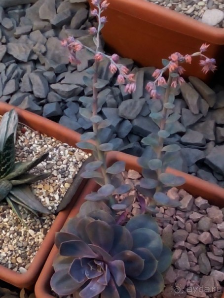 Тропическая зима в аптекарском огороде