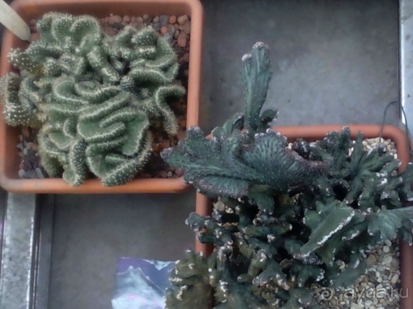 Тропическая зима в аптекарском огороде