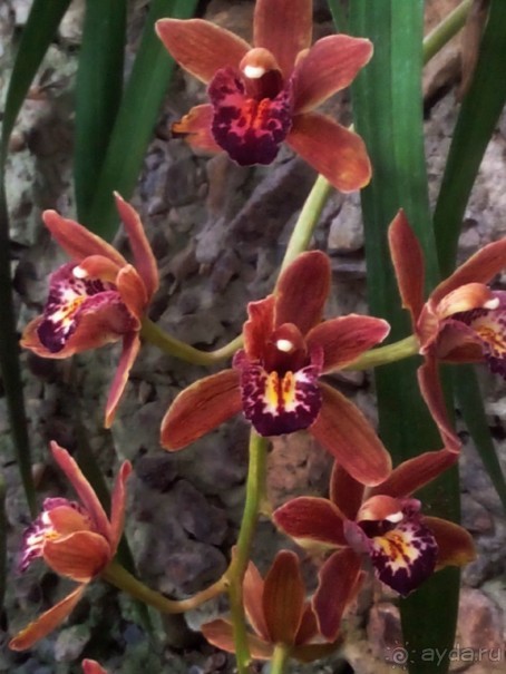 Тропическая зима в аптекарском огороде