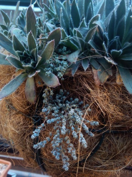 Тропическая зима в аптекарском огороде