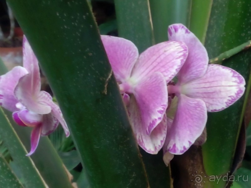 Тропическая зима в аптекарском огороде