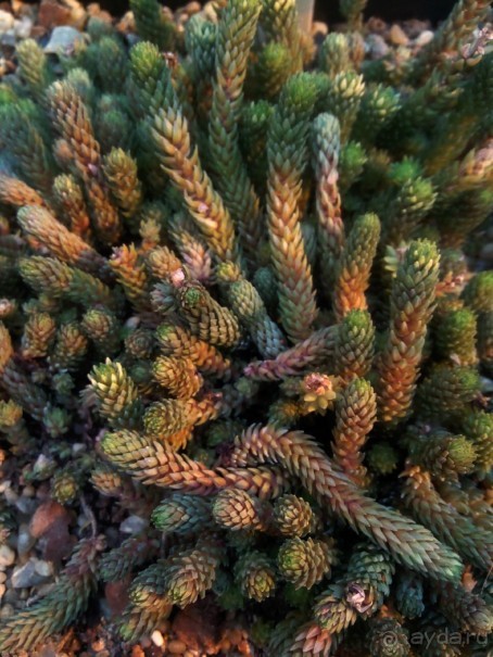 Тропическая зима в аптекарском огороде