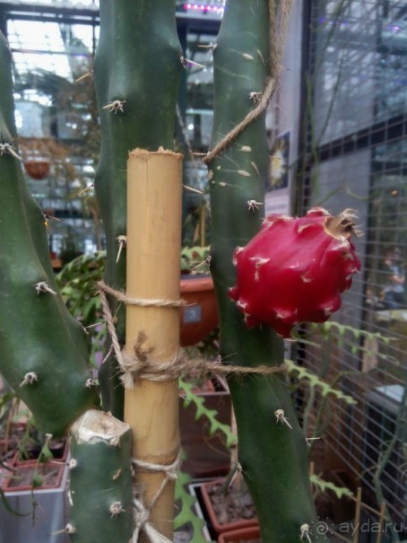 Тропическая зима в аптекарском огороде