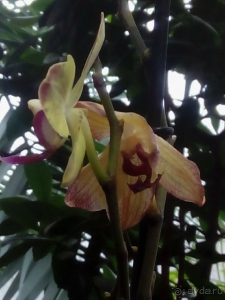 Тропическая зима в аптекарском огороде