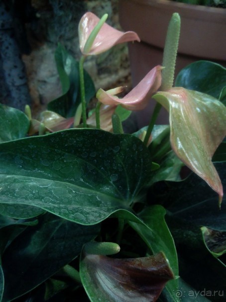 Тропическая зима в аптекарском огороде