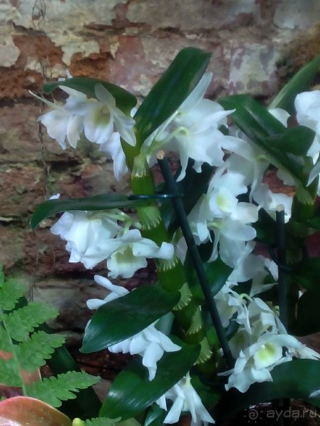 Тропическая зима в аптекарском огороде