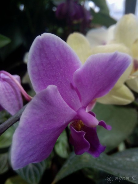 Тропическая зима в аптекарском огороде