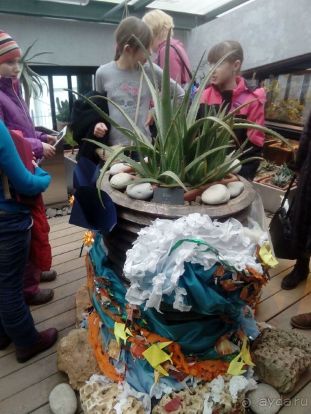 Тропическая зима в аптекарском огороде