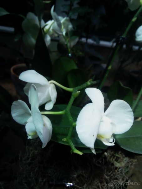 Тропическая зима в аптекарском огороде