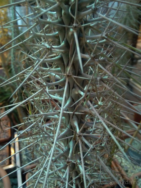 Тропическая зима в аптекарском огороде