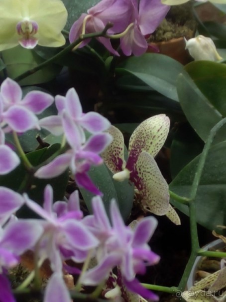 Тропическая зима в аптекарском огороде