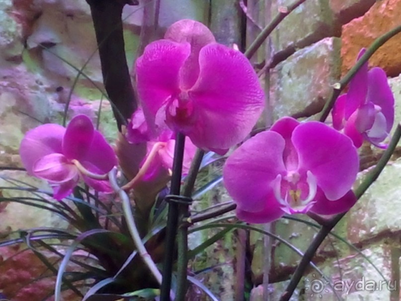 Тропическая зима в аптекарском огороде