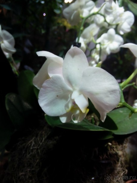 Тропическая зима в аптекарском огороде