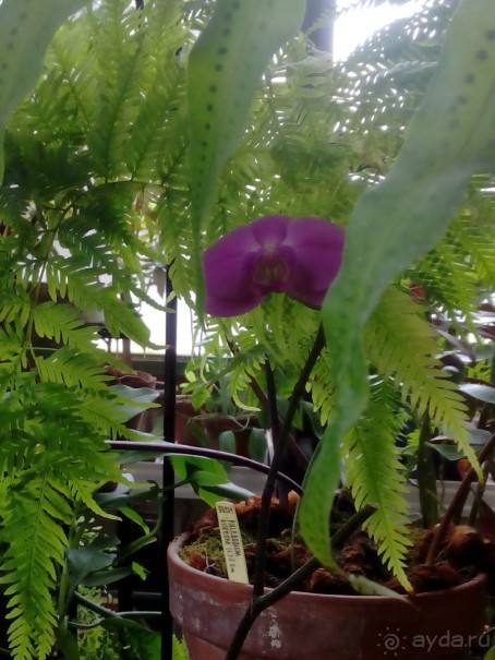 Тропическая зима в аптекарском огороде