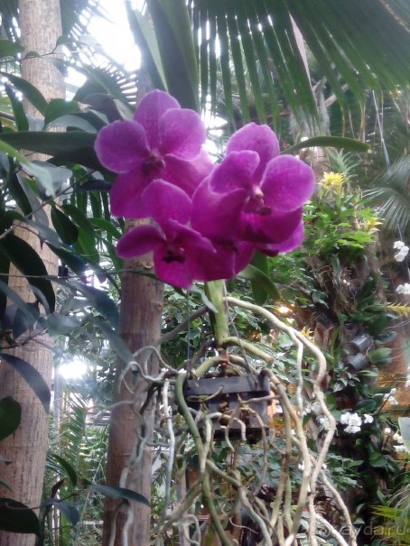 Тропическая зима в аптекарском огороде