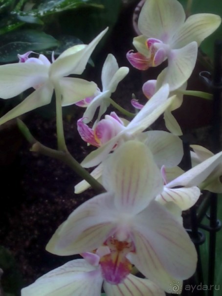 Тропическая зима в аптекарском огороде