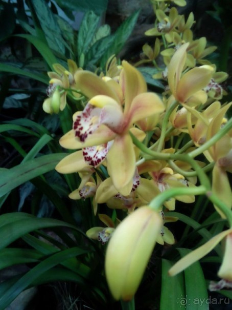 Тропическая зима в аптекарском огороде