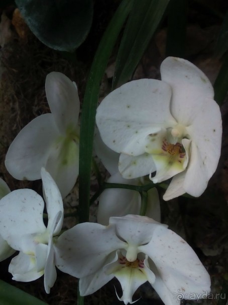 Тропическая зима в аптекарском огороде