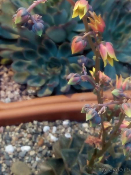 Тропическая зима в аптекарском огороде