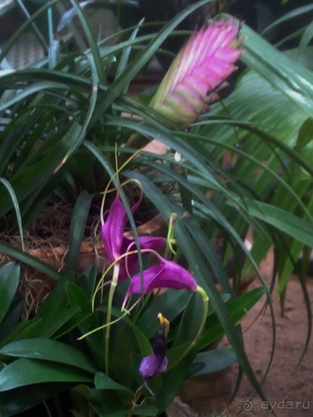 Тропическая зима в аптекарском огороде