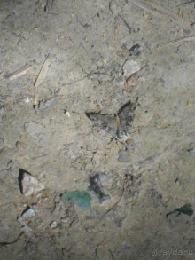 Прогулка по заказнику