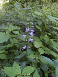 Прогулка по заказнику