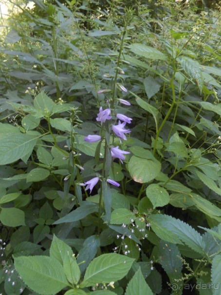 Прогулка по заказнику