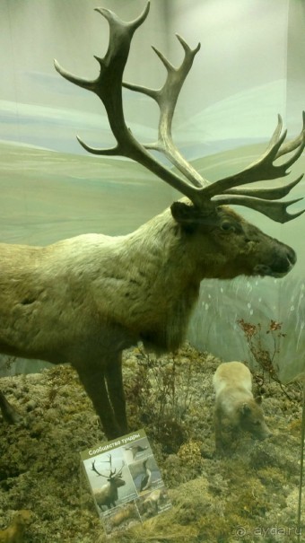 Дарвиновский музей