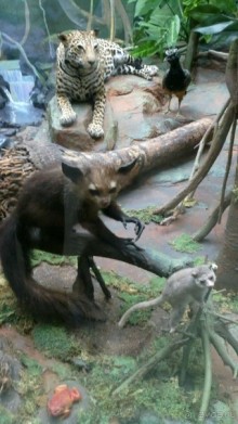 Дарвиновский музей