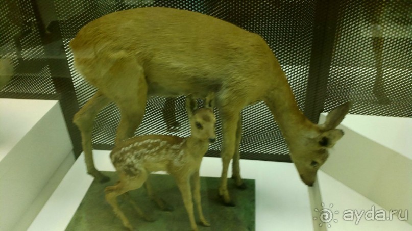 Дарвиновский музей