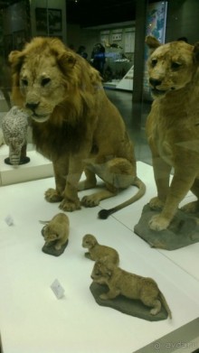 Дарвиновский музей