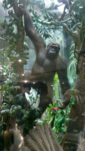 Дарвиновский музей