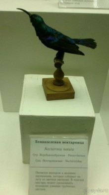 Дарвиновский музей