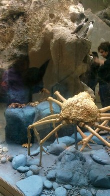 Дарвиновский музей