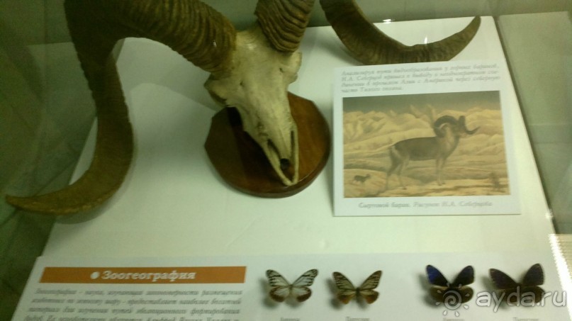 Дарвиновский музей