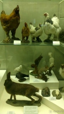 Дарвиновский музей