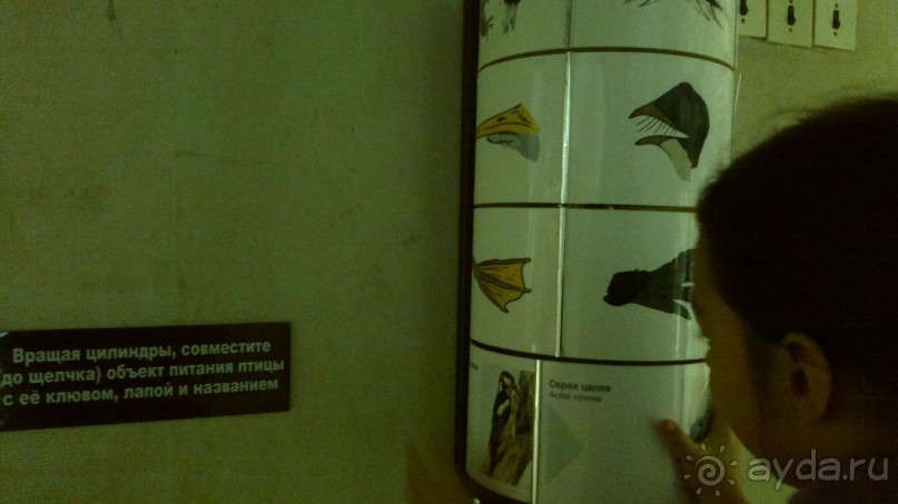 Дарвиновский музей