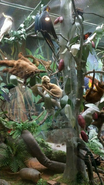 Дарвиновский музей