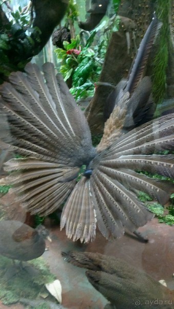 Дарвиновский музей